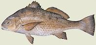 Click Here for Info on Black Drum