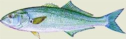 Click Here for Info on Bluefish