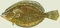 Click Here for Info on Flounder