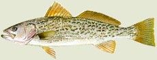 Click Here for Info on Gray Trout