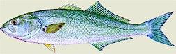 Bluefish