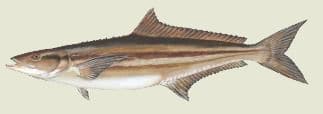 Cobia