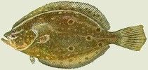 Flounder